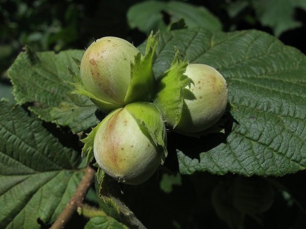 Foods That Grow In Strange Ways (20 pics) Foods That Grow In Strange Ways (20 pics)