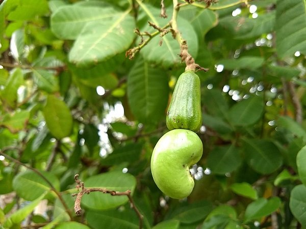 Foods That Grow In Strange Ways (20 pics) Foods That Grow In Strange Ways (20 pics)