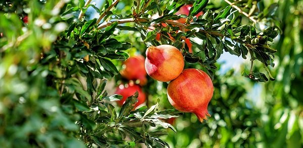Foods That Grow In Strange Ways (20 pics) Foods That Grow In Strange Ways (20 pics)
