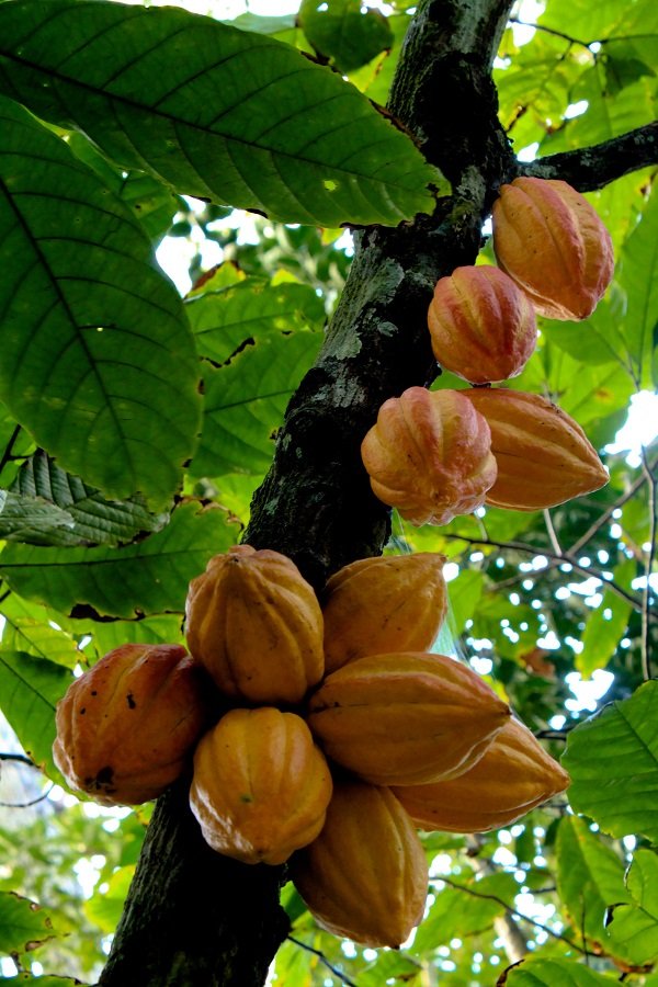 Foods That Grow In Strange Ways (20 pics) Foods That Grow In Strange Ways (20 pics)