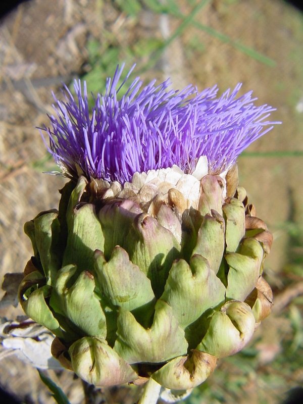 Foods That Grow In Strange Ways (20 pics) Foods That Grow In Strange Ways (20 pics)