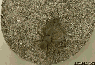 Acid Gifdump, January 3 (25 gifs)