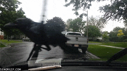 Acid Gifdump, January 3 (25 gifs)