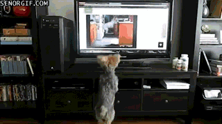 Acid Gifdump, January 3 (25 gifs)