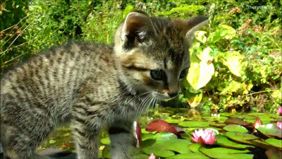 Acid Gifdump, January 3 (25 gifs)