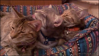 Acid Gifdump, January 3 (25 gifs)