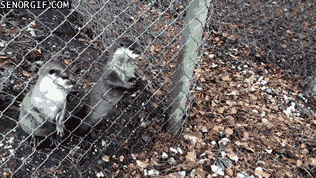 Acid Gifdump, January 3 (25 gifs)