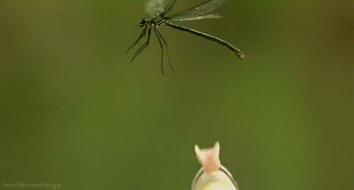 Acid Gifdump, January 3 (25 gifs)
