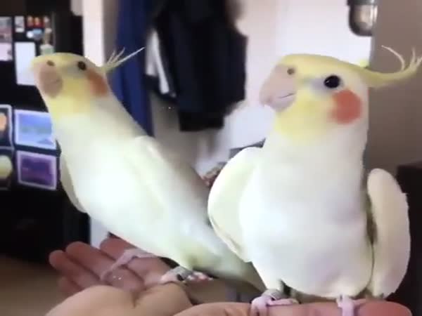 Rate This Birb