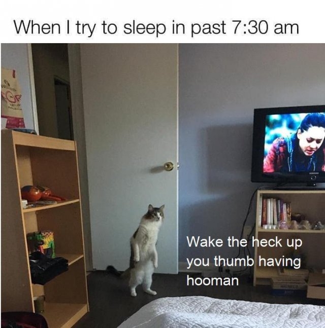 Funny Cats (31 pics)