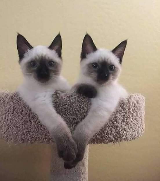 Funny Cats (31 pics)