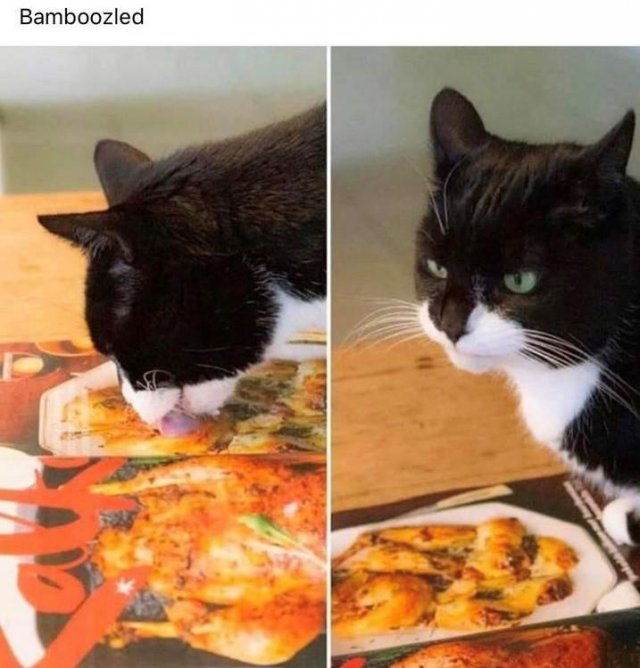 Funny Cats (31 pics)