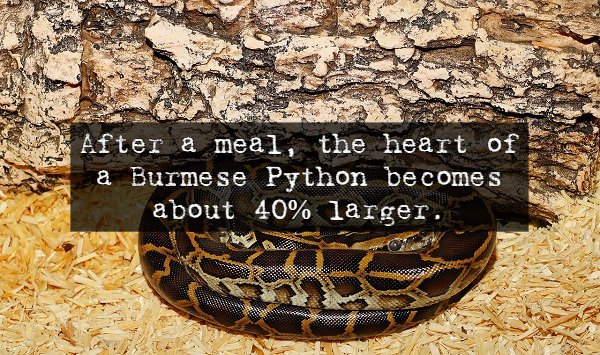 Scary Facts (14 pics)