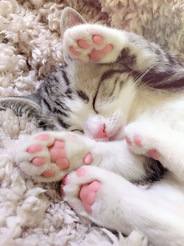 Funny Cats (31 pics)