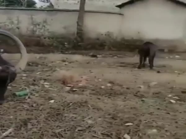 Cow With One Horn