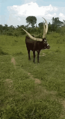 Acid Gifdump, January 7 (25 gifs)