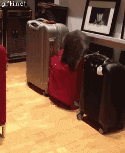 Acid Gifdump, January 8 (25 gifs)