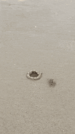 Acid Gifdump, January 9 (25 gifs)