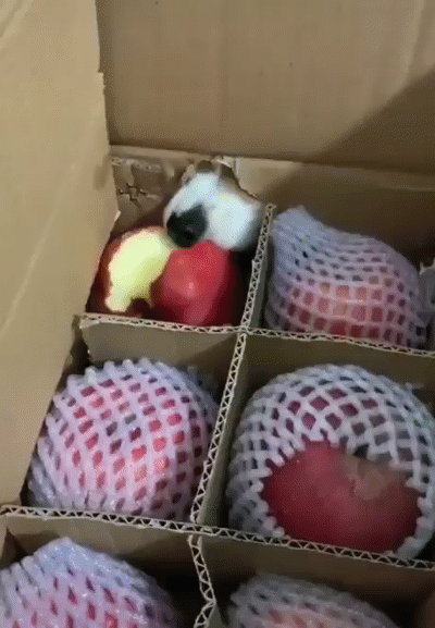 Acid Gifdump, January 10 (25 gifs)
