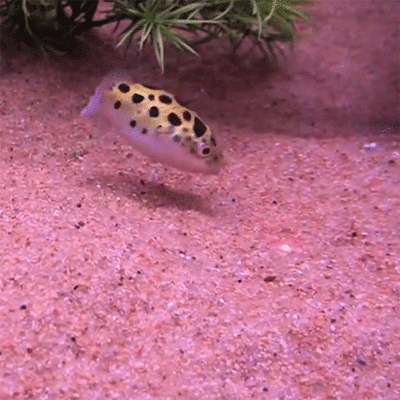 Acid Gifdump, January 10 (25 gifs)