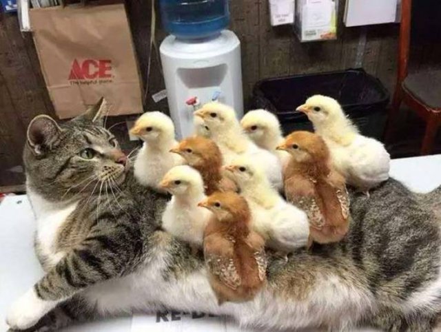 No Words Needed For These Pictures! (52 pics)