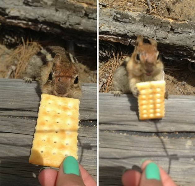 No Words Needed For These Pictures! (52 pics)