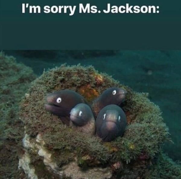 Random Funny Memes (50 pics)