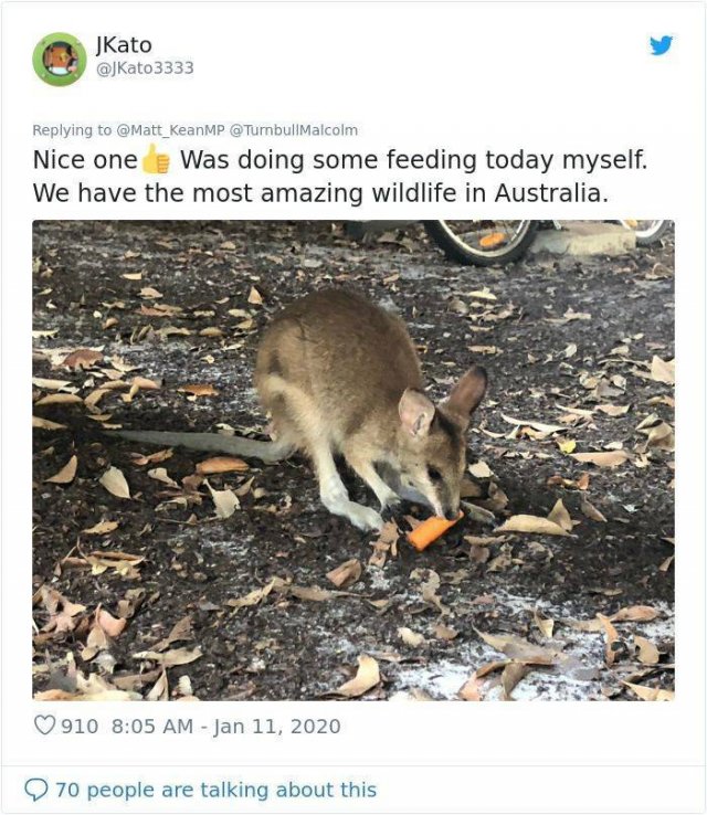 Internet Responds On Vegetable Campaign For Starving Australian Animals (19 pics)