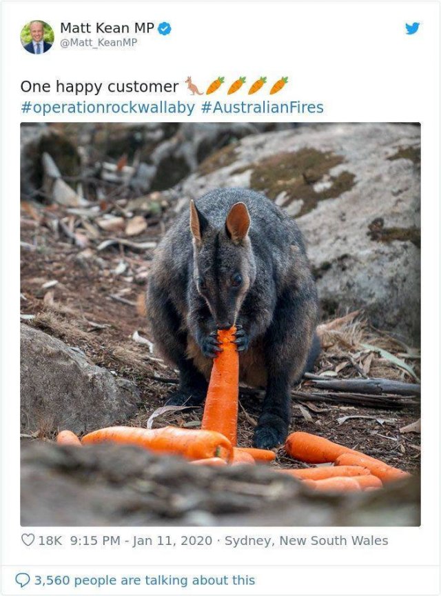 Internet Responds On Vegetable Campaign For Starving Australian Animals (19 pics)