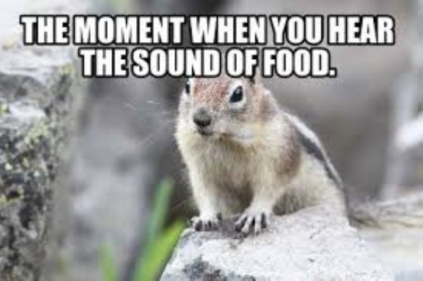 Food Memes (46 pics)