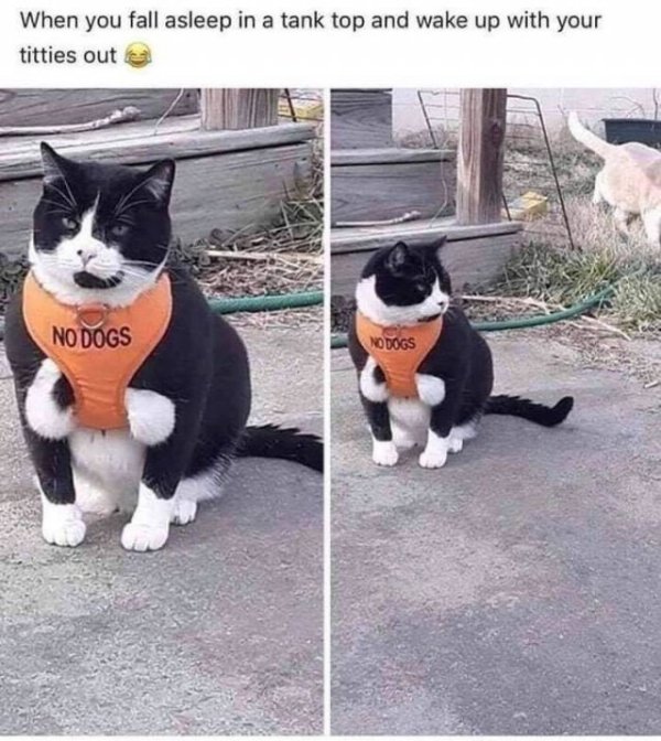 Random Funny Pictures (37 pics)