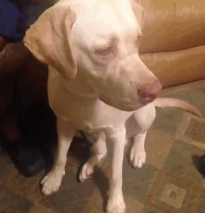 Acid Gifdump, January 16 (25 gifs)