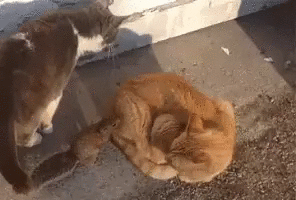 Acid Gifdump, January 16 (25 gifs)