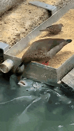 Acid Gifdump, January 16 (25 gifs)
