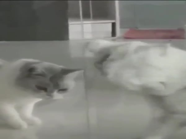 Cats Are Liquids