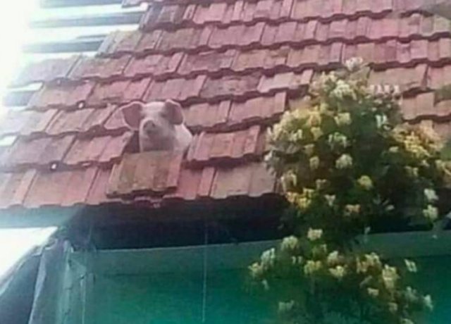 Acid Picdump. Part 1 (100 pics)