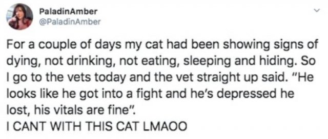 Funny Tweets (53 pics)