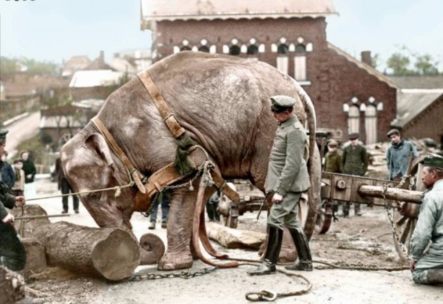 WW1 Colorized Photos (90 pics)