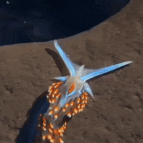 Acid Gifdump, January 20 (25 gifs)