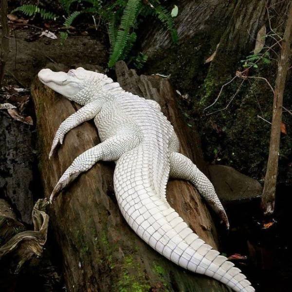 Acid Picdump. Part 1 (94 pics)