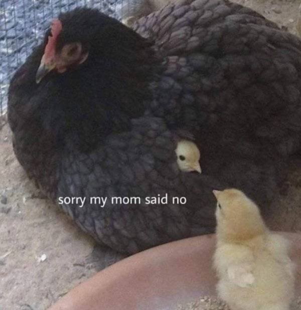 Random Funny Memes (50 pics)