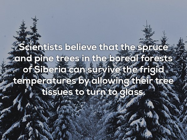 Random Facts (20 pics)