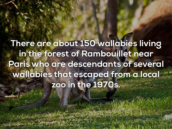 Random Facts (20 pics)