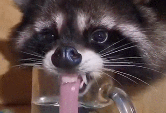 Acid Gifdump, January 21 (25 gifs)