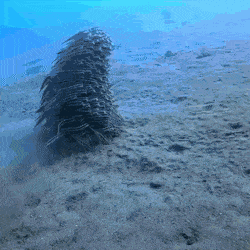 Acid Gifdump, January 21 (25 gifs)