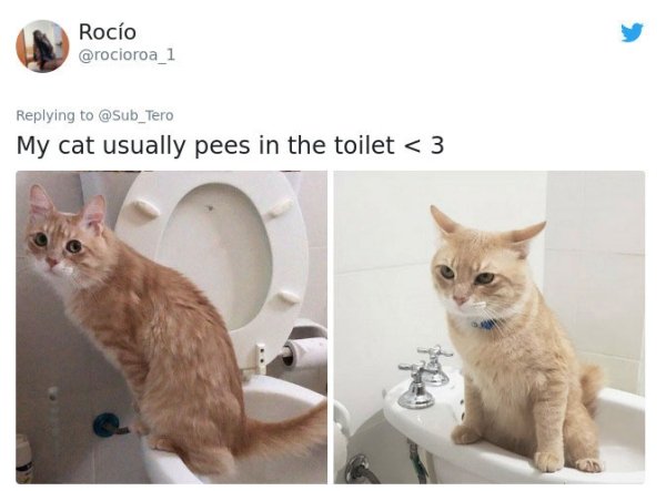 Tweets About Cats (28 pics)