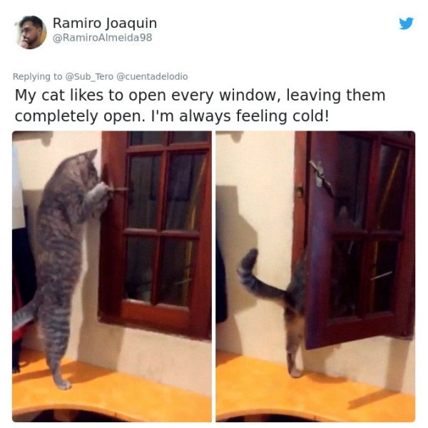 Tweets About Cats (28 pics)