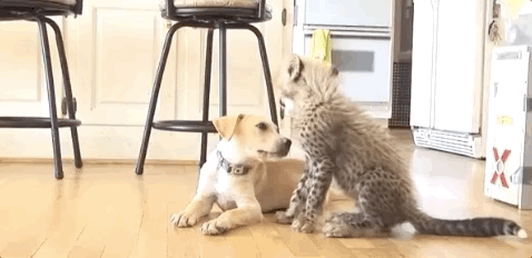 Unusual Animal Friendships (25 pics)