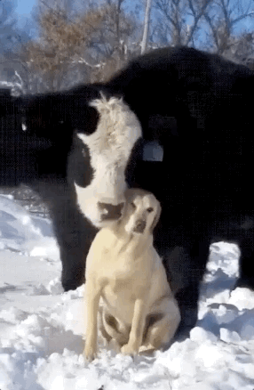 Unusual Animal Friendships (25 pics)