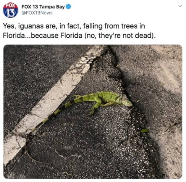 Memes About Sudden Winter In Florida (20 pics)